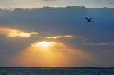 Gull In Sunrise_32897